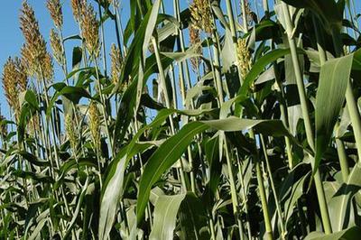 甜高粱種植技術介紹 高產牧草替代青貯玉米的農業實踐