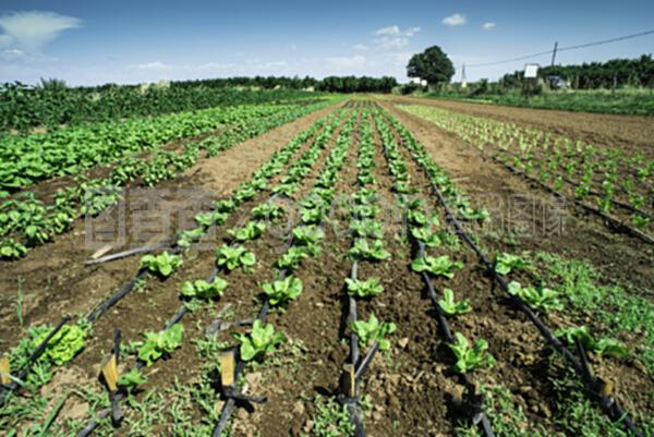 生菜種植園 現代農業種植技術的創新開發與應用