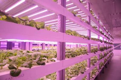 從太空餐桌到田間地頭 LED植物照明如何點(diǎn)亮現(xiàn)代農(nóng)業(yè)新未來